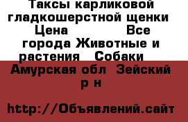 Таксы карликовой гладкошерстной щенки › Цена ­ 20 000 - Все города Животные и растения » Собаки   . Амурская обл.,Зейский р-н